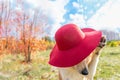 Cute Labrador dog in a hat sits on a carpet of maple leaves in an autumn park in leaf fall. Hello autumn Royalty Free Stock Photo