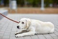 A cute dog labrador lying on the street. Pet concept. Royalty Free Stock Photo