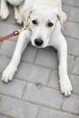 A cute dog labrador lying on the street. Pet concept. Royalty Free Stock Photo