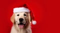 Cute dog labrador wearing santa hat on red background