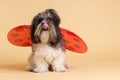 Cute dog with ladybug wings, licking itself