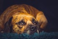 Cute Dog in Laid on Rug Royalty Free Stock Photo