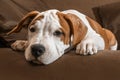 Cute puppy dog American Staffordshire Terrier lies and waiting for treat