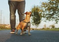 A cute dog on a leash