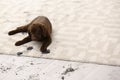 Cute dog leaving muddy paw prints