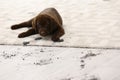 Cute dog leaving muddy paw prints Royalty Free Stock Photo