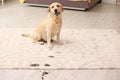 Cute Dog Leaving Muddy Paw Prints