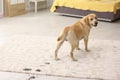 Cute dog leaving muddy paw prints Royalty Free Stock Photo