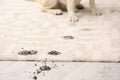 Cute dog leaving muddy paw prints Royalty Free Stock Photo