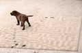 Cute dog leaving muddy paw prints