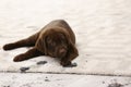 Cute dog leaving muddy paw prints Royalty Free Stock Photo