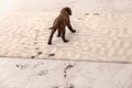 Cute dog leaving muddy paw prints