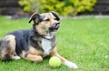 Cute dog licking its nose. black and brown dog lying on grass with tennis ball. Small dog posing. copy space Royalty Free Stock Photo