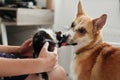 cute dog licking and smilling little kitty in stylish room. woman holding adorable black and white kitten and playing with Royalty Free Stock Photo