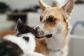 cute dog licking and smilling little kitty in stylish room. woman holding adorable black and white kitten and playing with Royalty Free Stock Photo