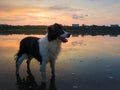 Cute dog looking aside attentive, happy emotion open mouth, standing in the lake water over the sunset clouds reflection. Idyllic