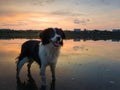 Cute dog looking aside attentive, happy emotion open mouth, standing in the lake water over the sunset clouds reflection. Idyllic