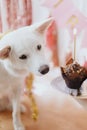 Cute dog looking at birthday cupcake with candle on background of pink garland. Dog birthday party Royalty Free Stock Photo