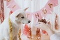 Cute dog looking at birthday cupcake with candle on background of pink garland. Dog birthday party Royalty Free Stock Photo