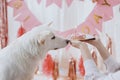 Cute dog looking at birthday donut with candle on background of pink garland. Dog birthday party Royalty Free Stock Photo