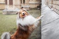Rough Collie Dog. Pet photo. Dog outdoor Royalty Free Stock Photo