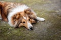 Shetland Sheepdog. Sheltie Dog. Pet photo. Dog outdoor Royalty Free Stock Photo