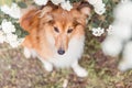 Shetland Sheepdog. Sheltie Dog. Pet photo. Dog outdoor Royalty Free Stock Photo