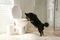 Cute dog looking into toilet bowl in bathroom