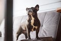 Cute dog looking up from a sofa