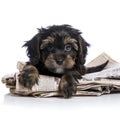 A cute dog lounging on a newspaper