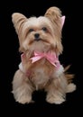 Cute Dog in Lovely Dress Royalty Free Stock Photo