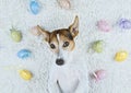 Cute dog lying back on white rug with Easter painted eggs Royalty Free Stock Photo