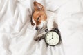 Cute dog lying on bed with an alarm clock set on 8 am. morning and wake up concept
