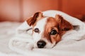 Cute dog lying bed at home Royalty Free Stock Photo