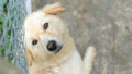 Cute dog lying in a cage Royalty Free Stock Photo