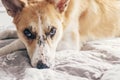 cute dog lying on comfortable bed in morning light in stylish room. golden puppy with adorable look sleeping on blanket in