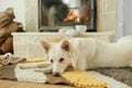 Cute dog lying on cozy rug at fireplace. Portrait of adorable white danish spitz dog relaxing on background of warm fireplace with