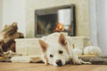 Cute dog lying on cozy rug at fireplace. Portrait of adorable white danish spitz dog relaxing on background of warm fireplace with