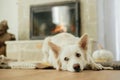 Cute dog lying on cozy rug at fireplace. Portrait of adorable white danish spitz dog relaxing on background of warm fireplace with