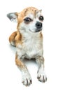 Cute dog lying down and smiling. Dwarf Chihuahua dog on isolated background Royalty Free Stock Photo