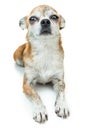 Cute dog lying down and smiling. Dwarf Chihuahua dog on isolated background Royalty Free Stock Photo