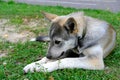Cute dog lying on the grass and gnawing a bone Royalty Free Stock Photo