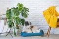 cute dog lying in pet bed in cozy light living room interior