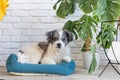 cute dog lying in pet bed in cozy light living room interior