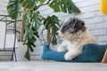 cute dog lying in pet bed in cozy light living room interior