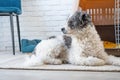 cute dog lying in pet bed in cozy light living room interior