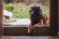 Cute dog lying on the porch. Sad dog on the doorstep. Domestic animals concept. Brown puppy waiting for his owner. Royalty Free Stock Photo