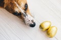 Cute dog lying at stylish easter chocolate eggs in golden foil on white wooden background and looking up with cute eyes . Modern