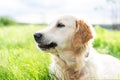 Cute dog lying on sunny field Royalty Free Stock Photo