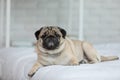 Cute dog lying on white bed in cozy bedroon,Purebred dog pug breed lying and comfortable at home Royalty Free Stock Photo